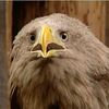 albatrozs112