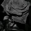 blackblue74