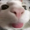 goat13fnafovich