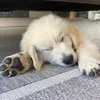 oliver’s golden days