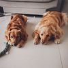 maxylupegoldens