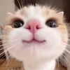 mushymoya