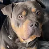 bluboyxlbully