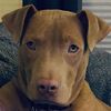 mandysdogtraining
