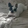 pavloesco