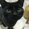 joelcionegri
