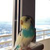 pufipufipufipufi