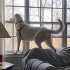 ashathedog
