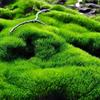 moss.ie