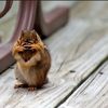 squirreling_thru_life