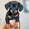 pablotheminidachshund1
