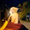 calmyourkitties_