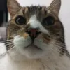cristinachocolate18