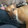 loveourpups