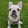 avici_thefrenchie