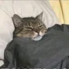nnnmitusa