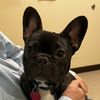 gus_the_frenchie1