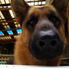 germanshepherd7