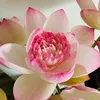 quynh_hoa999