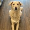 jaxthesingingpup