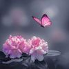 28ameera