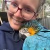 macaw.laura