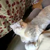 lolo_games2