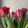 hamnah_hakam