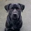 blackbeautydog