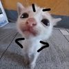 meomeoemlaconmeo