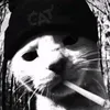 coolcat20250