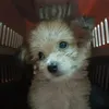 alli.son_asmr123