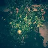 marlynesteria