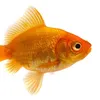 komodo_8878