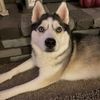 huskiesmomma555