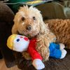 teddiethedoxiepoo