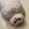 _calimakiii