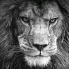 realknightlife