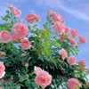 florenceangelaveq