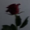 rose20_203