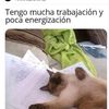 porpouse3