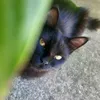 milady_the_cat
