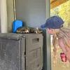 cat_rhi