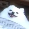 tobyfoxfeik5267