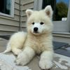 chilithepolarbear