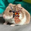 hammychan