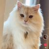 winstonfluff