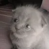 hinemo.tv