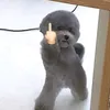 apolobo.99