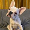 hakubulldog